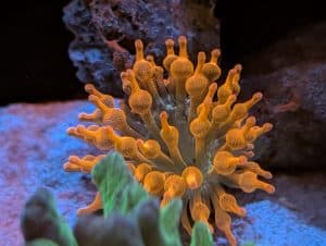Orange Ricordea mushroom coral in a marine reef aquarium at Birchwood Aquatic Centre.