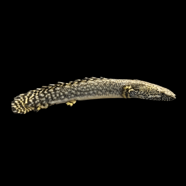 Ornate Bichir Polypterus Ornatipinnis 10cm
