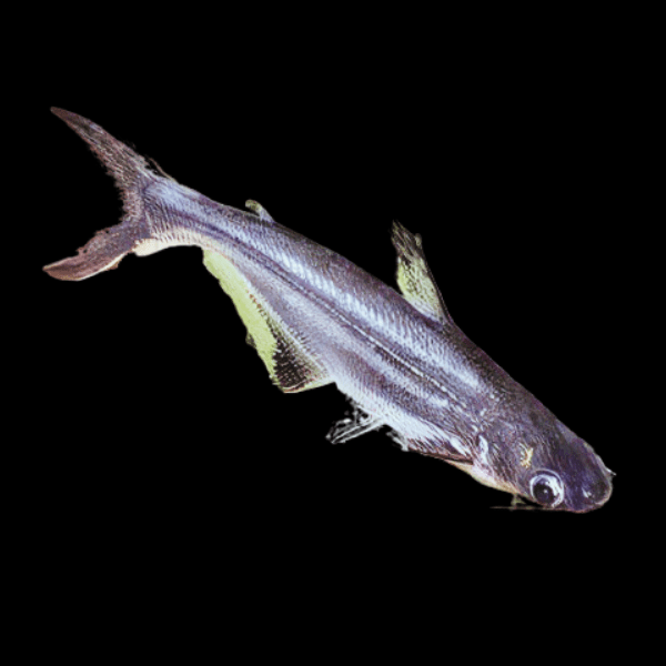 Pangasius Catfish Pangasius Sutchi 5cm