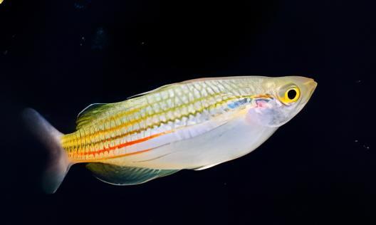 Papua Rainbow Fish Melanotaenia Papuae 5cm