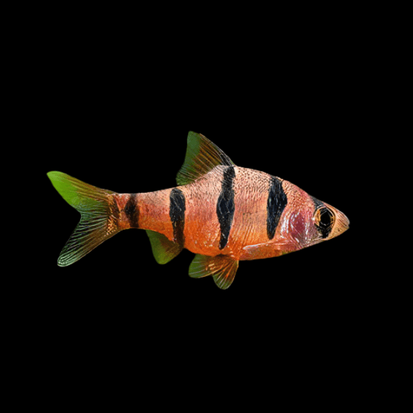 Pentazona Barb Puntius Hexazona 3cm