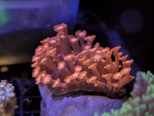 Pink Kenya Tree Coral in a marine reef aquarium at Birchwood Aquatic Centre.