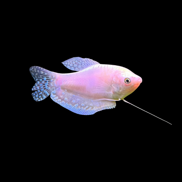 Platinum Gold Gourami Trichopodus Trichopterus - 5cm