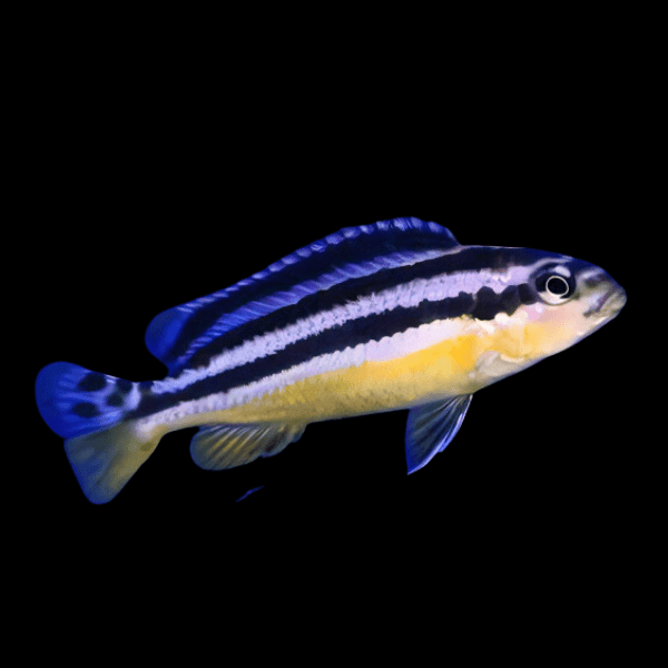 Pseudotropheus Melanochromis Auratus Malawi African Cichlid