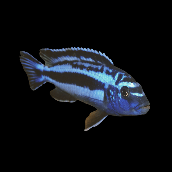 Pseudotropheus Melanochromis Johanni Malawi African Cichlid