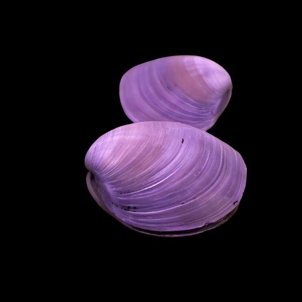 Purple Freshwater Clam Corbicula Fluminea 4cm