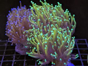Purple Torch Coral with fluorescent green tips in a marine reef aquarium at Birchwood Aquatic Centre.
