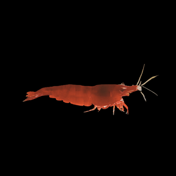 Red Bloody Mary Shrimp Neocaridina 2cm