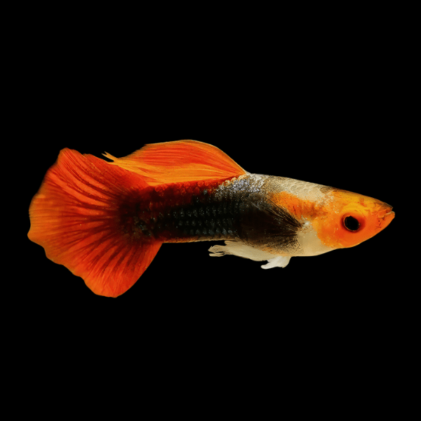 Red Cap Male Guppy Poecilia Reticulata 3cm