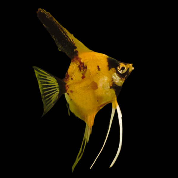 Red Devil Angelfish Pterophyllum Scalare 5cm