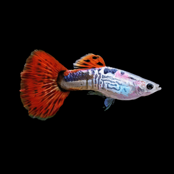 Red King Cobra Male Guppy Poecilia Reticulata 3cm