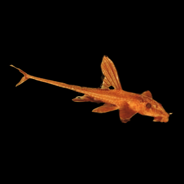 Red Lizard Whiptail Rineloricaria Sp 5cm