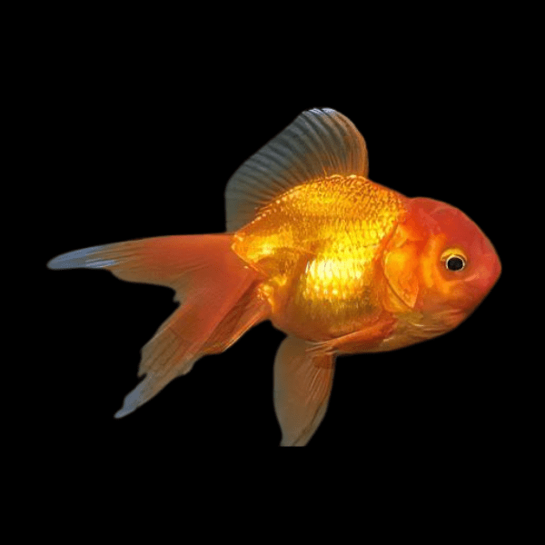 Red Oranda Goldfish Carassius Auratus