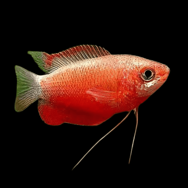 Red Robin Gourami Colisa Chuna 3cm