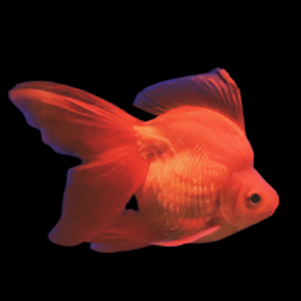 Red Ryukin Goldfish Carassius Auratus