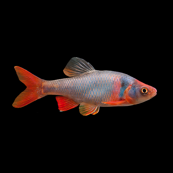 Red Shiner Red Horse Minnow Cyprinella Lutrensis 4cm
