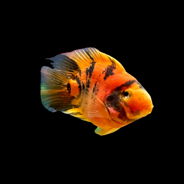 King Kong Red Tiger Parrot Fish Hybrid Amphilophus Citrinellus × Vieja melanurus - 10cm