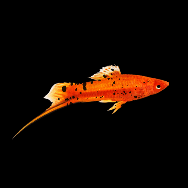 Red Wag Swordtail Xiphophorus Hellerii 3cm