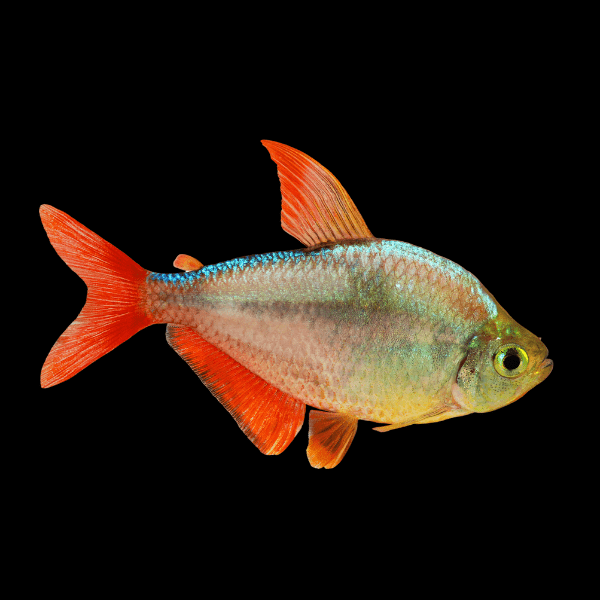 Red and Blue Colombian Tetra Hyphessobrycon Columbianus 2cm