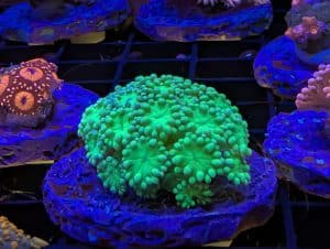 Bright green Ricordea mushroom coral in a marine reef aquarium at Birchwood Aquatic Centre.