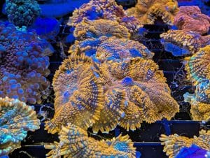 Colourful Rock Flower Anemones in a marine reef aquarium at Birchwood Aquatic Centre.