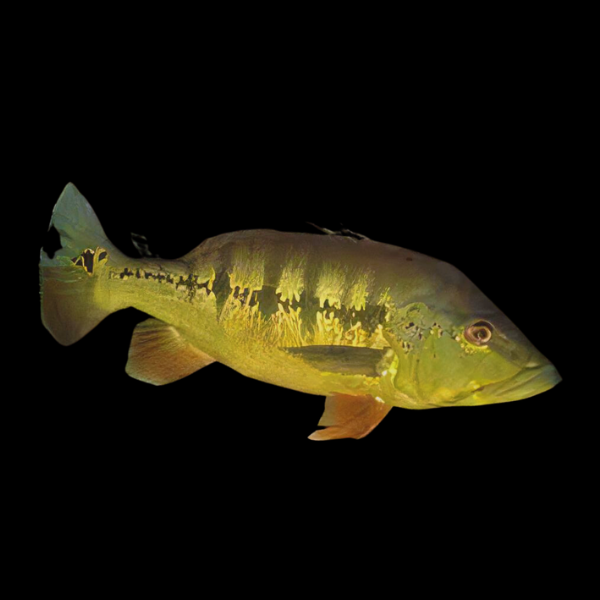 Royal Peacock Bass - Cichla Intermedia