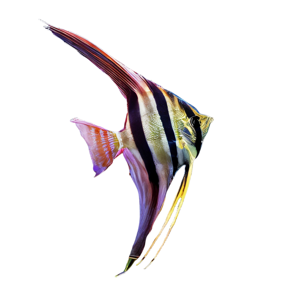 Altum Angelfish Orinoco Pterophyllum Altum 5cm