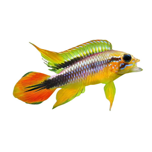 Apistogramma Agassizii 3cm