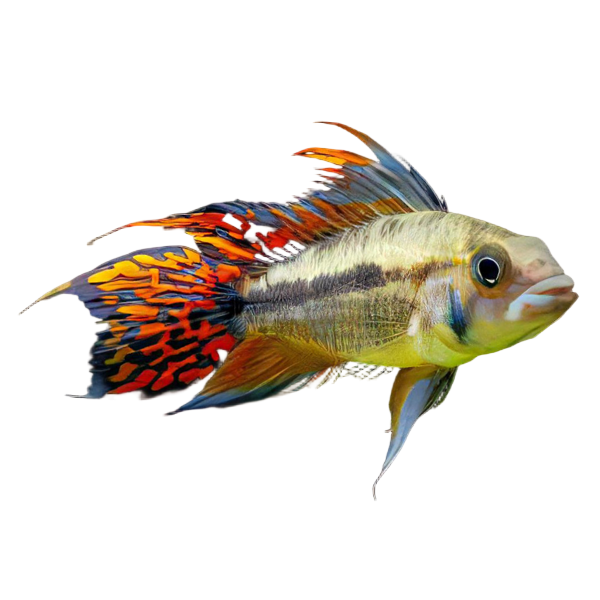 Apistogramma Cacatuoides Double Red 3cm