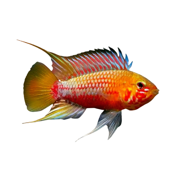 Apistogramma Hongsloi 3cm