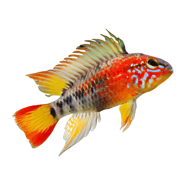 Apistogramma Macmasteri Red 3cm