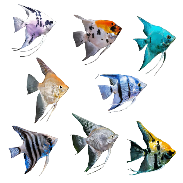 Assorted Angelfish Pterophyllum Scalare