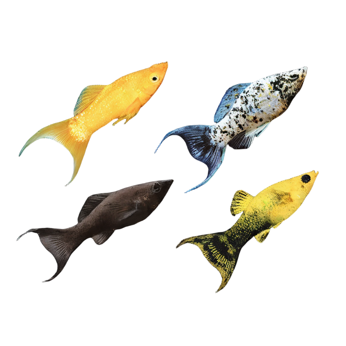 Assorted Lyretail Molly 3cm