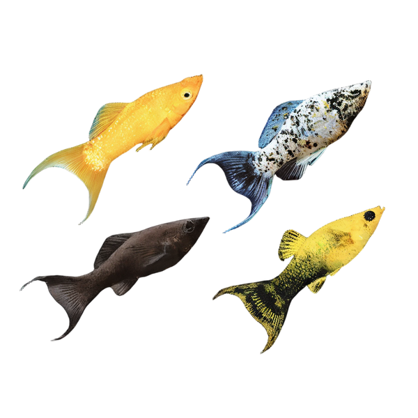 Assorted Lyretail Molly 3cm