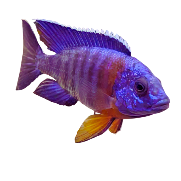 Aulonocara Blue Red Sided Peacock Malawi African Cichlid