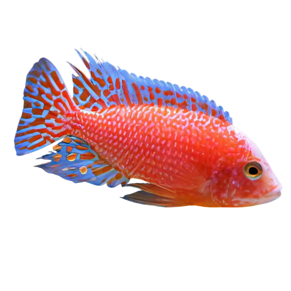 Aulonocara Dragon Blood Fire Fish Peacock Malawi African Cichlid
