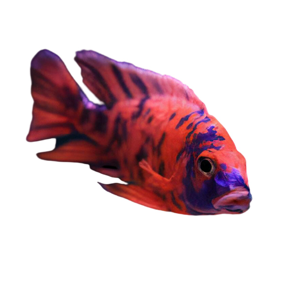 Aulonocara Orange Blotch Peacock Malawi African Cichlid