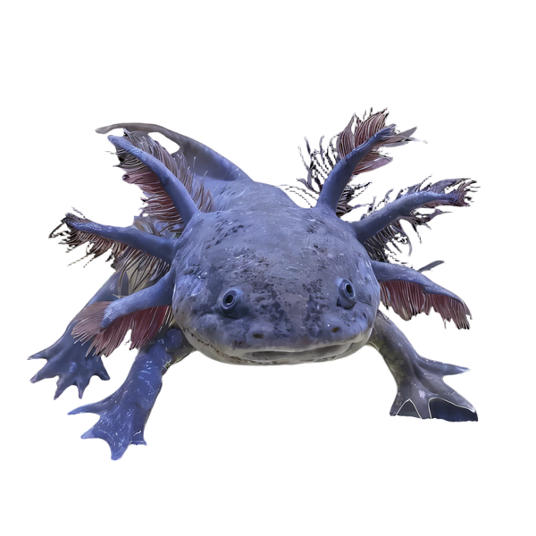 Brown Wild Coloured Black Eye Axolotl Ambystoma Mexicanum