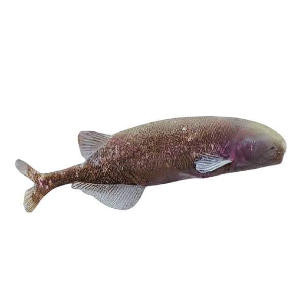 African Baby Whale Fish Marcusenius Brachyistius 6cm