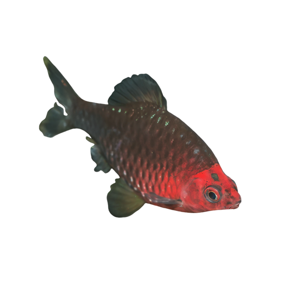 Black Ruby Barb Pethia Nigrofasciata 4cm