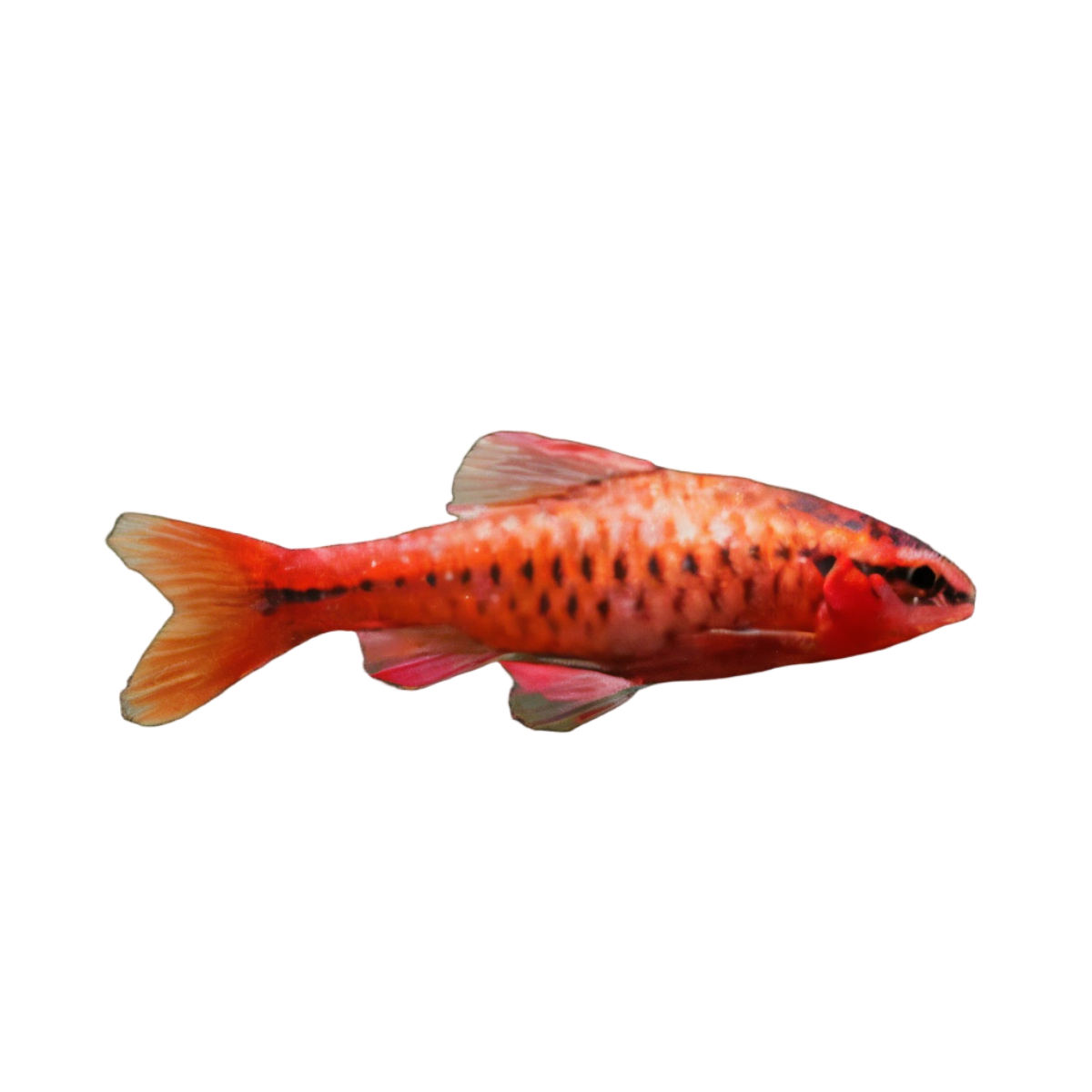 Cherry Barb Puntius Titteya 3cm