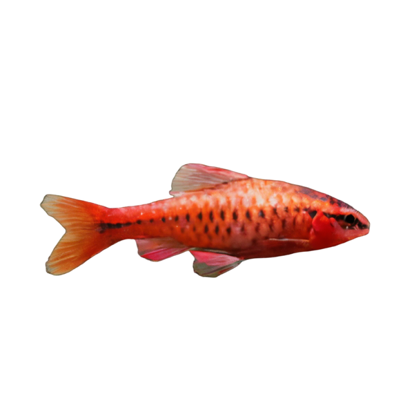 Cherry Barb Puntius Titteya 3cm