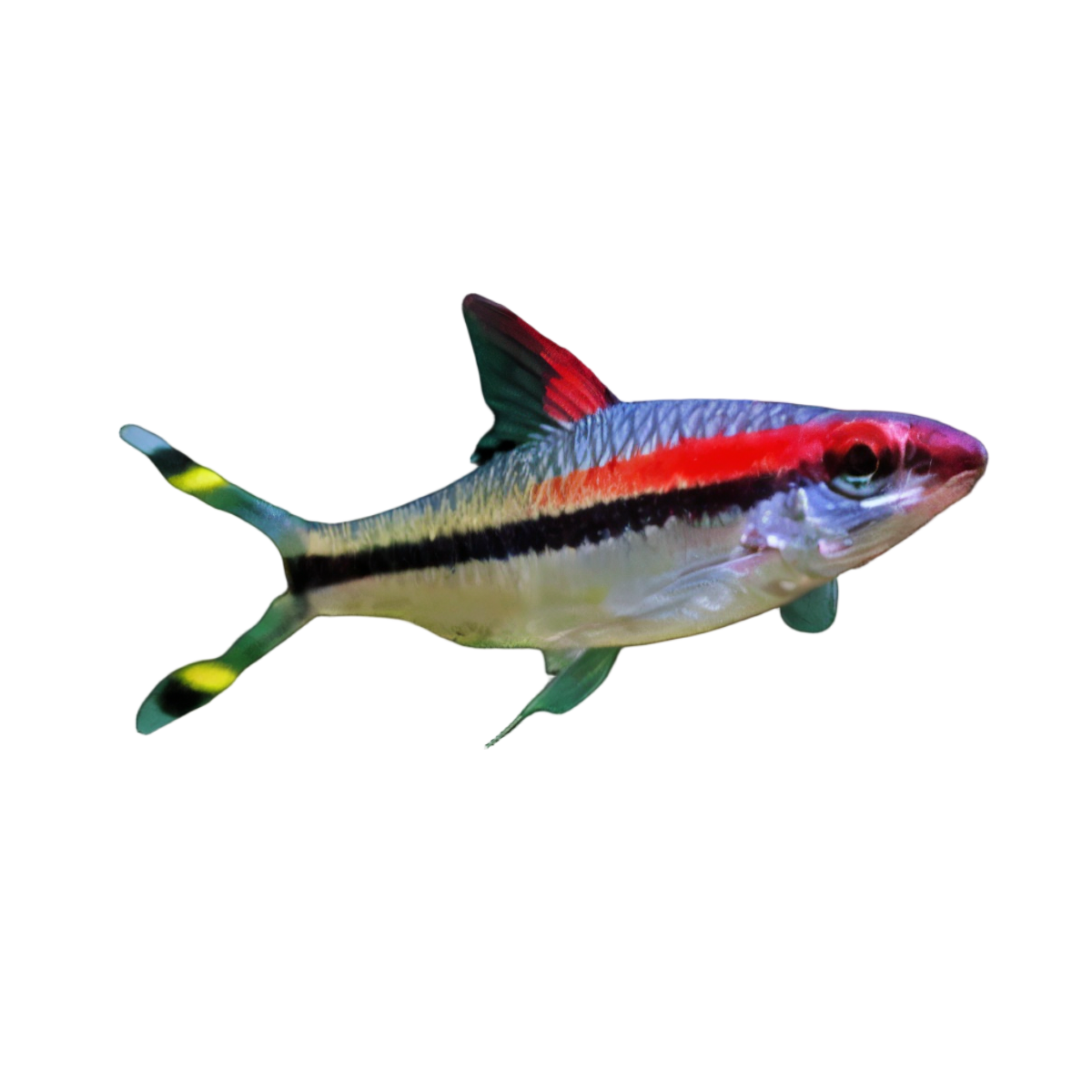 Red Line Torpedo Denison Barb Puntius Denisonii 5cm