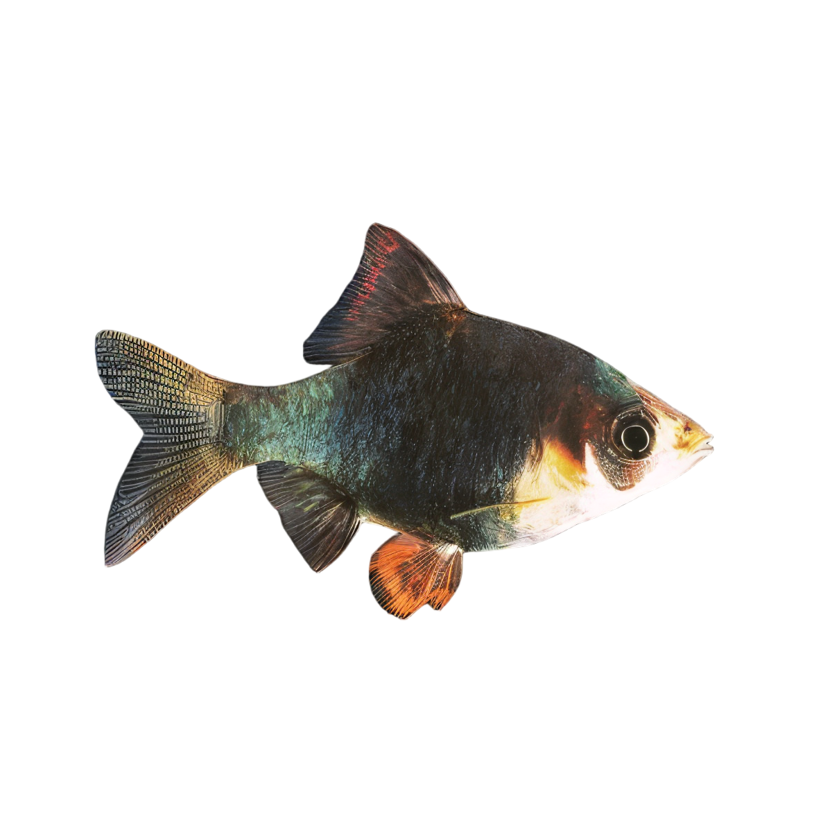 Green Tiger Barb Puntius Tetrazona 3cm
