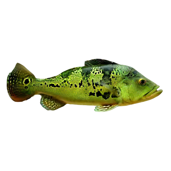 Golden Peacock Bass - Cichla Kelberi