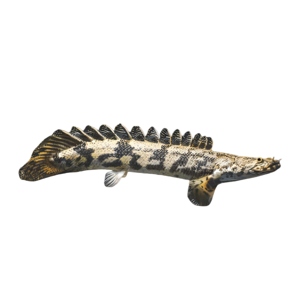 Saddled Endlicheri Bichir Polypterus Endlicheri Endlicheri 10cm