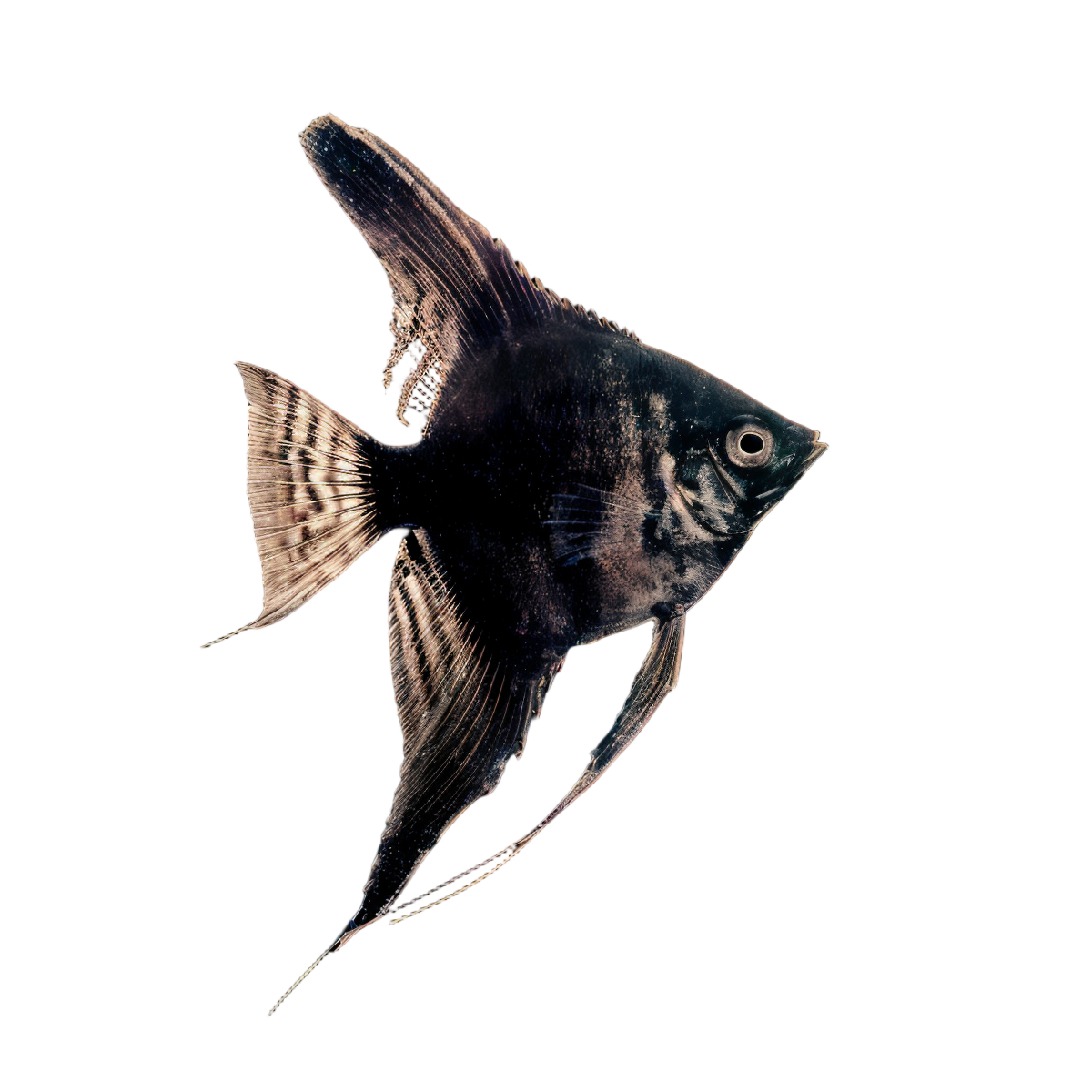 Black Angelfish Pterophyllum Scalare