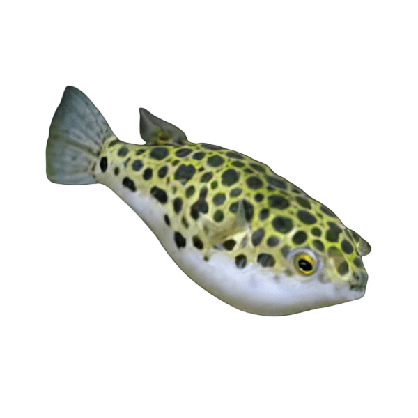 Spotted Pufferfish Tetraodon Fluviatilis 4cm