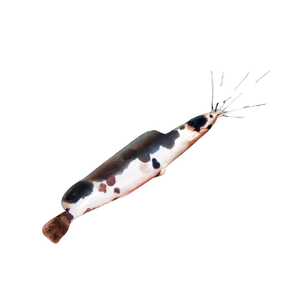 Spotted Albino Clarias Batrachus 5cm