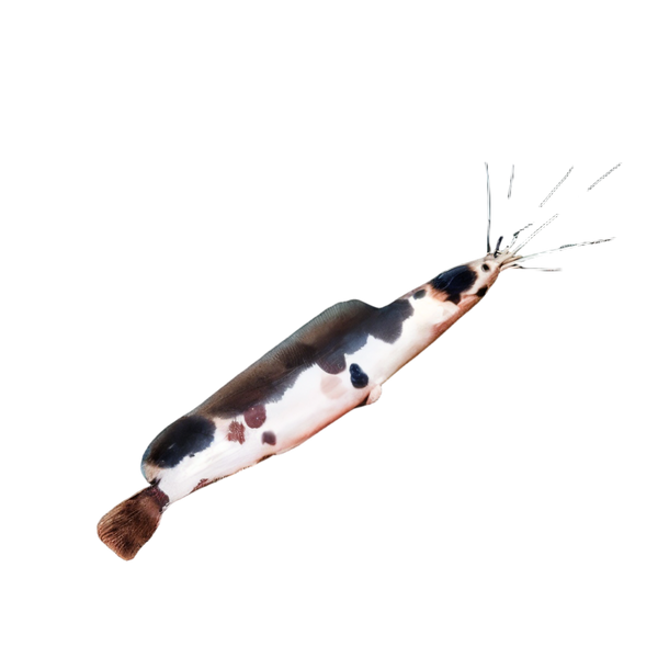 Spotted Albino Clarias Batrachus 5cm